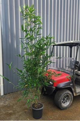 Bambusa oldhamii - 300mm pot
