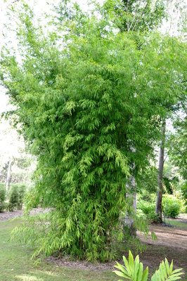 Bambusa oliveriana