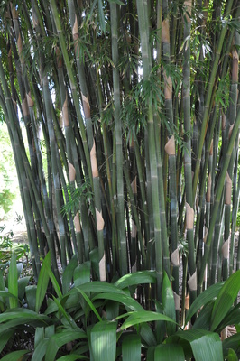 Bambusa textilis (Weaver's Bamboo) - 3 litre bag
