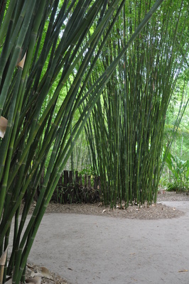Bambusa textilis var. Fusca - 300mm pot 