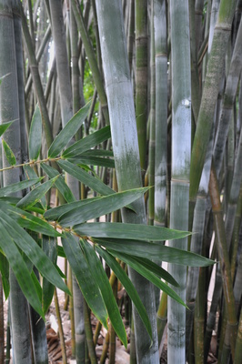 Bambusa textilis var. Glabra