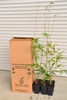 Bambusa textilis var. Gracilis (Slender Weaver Bamboo) - 2 litre pots - 6 PACK