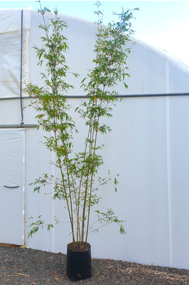 Bambusa textilis var. Gracilis (Slender Weaver Bamboo) - 45 litre bag