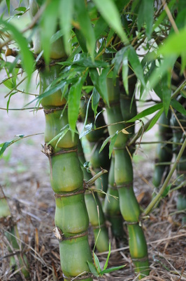 Bambusa ventricosa (Buddha's Belly)