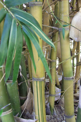 Bambusa ventricosa 'Kimmei'