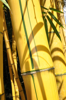 Bambusa vulgaris cv. Vittata (Painted Bamboo)