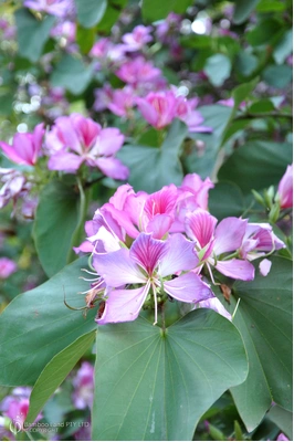 Bauhinia variegata (Orchid Tree)