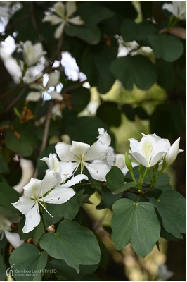 Bauhinia variegata 'Alba' (White Orchid Tree)