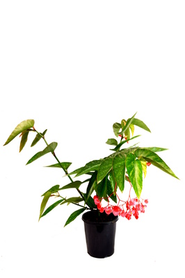 Begonia 'Angel Wing' - 125mm pot