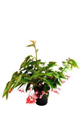Begonia 'Angel Wing' - 180mm pot