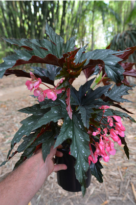 Begonia 'Sophie Cecile' - 180mm pot
