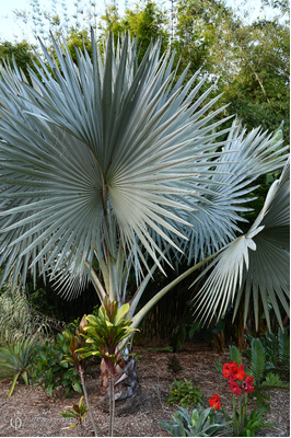 Bismarckia nobilis (Bismarck Palm)