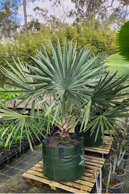 Bismarckia nobilis (Bismarck Palm) - 200 litre bag