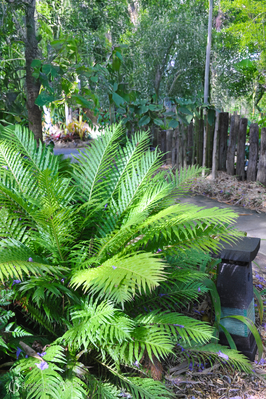 Blechnum 'Silver Lady'