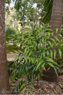 Bowenia serrulata - 180mm pot