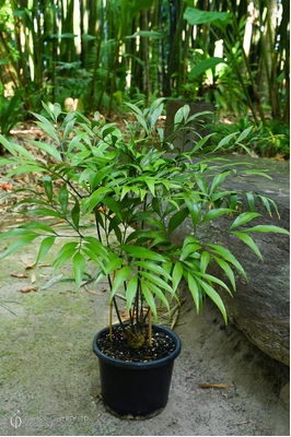 Bowenia serrulata x spectabilis - 300mm pot