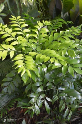 Bowenia spectabilis