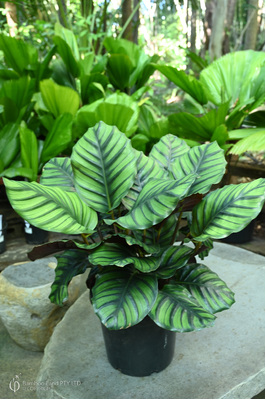 Calathea fasciata - 300mm pot