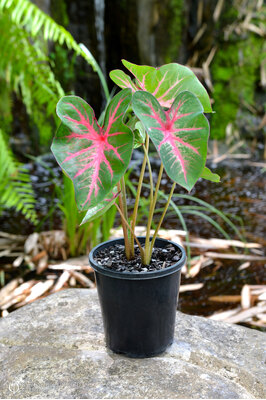 Caladium bicolor 'Florida Calypso' 