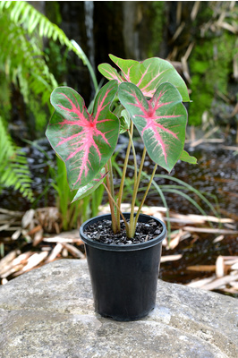 Caladium bicolor 'Florida Calypso' - 180mm pot