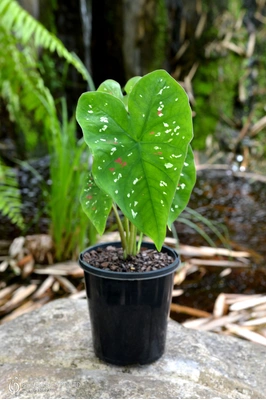 Caladium bicolor 'Florida Clown'