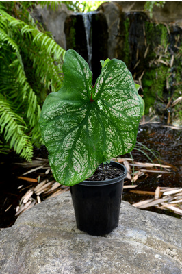 Caladium bicolor 'Green Vein White' - 125mm pot