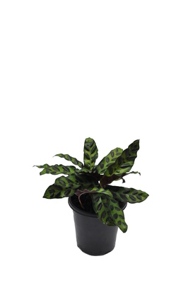 Calathea lancifolia (Rattlesnake Plant) - 125mm pot