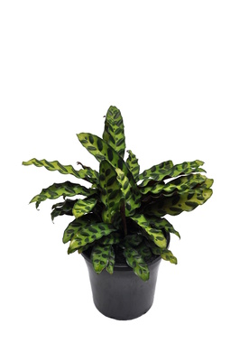 Calathea lancifolia (Rattlesnake Plant) - 180mm pot