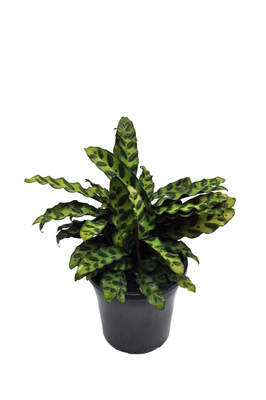 Calathea lancifolia (Rattlesnake Plant) - 180mm squat pot