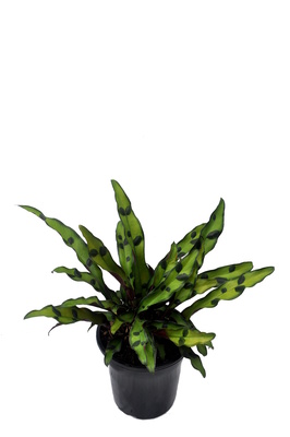 Calathea lancifolia 'Sport' - 180mm pot