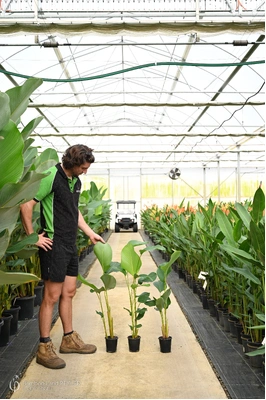 Calathea lutea (Cuban Cigar) - 125mm pot