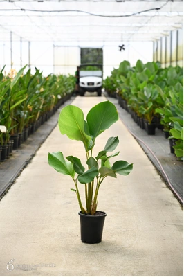 Calathea lutea (Cuban Cigar) - 180mm pot