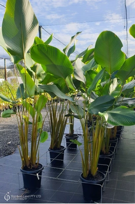 Calathea lutea (Cuban Cigar) - 300mm pot