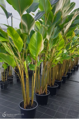 Calathea lutea (Cuban Cigar) - 400mm pot