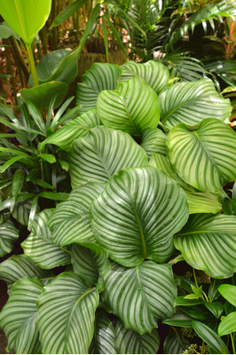 Calathea orbifolia - 300mm pot
