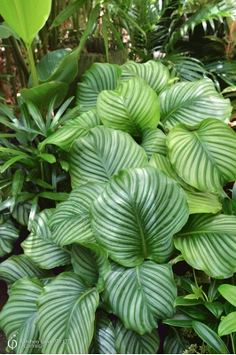 Calathea orbifolia