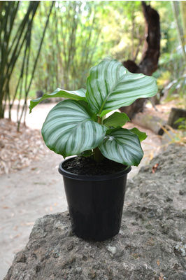 Calathea orbifolia - 125mm pot