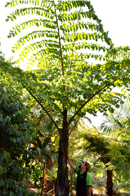 Caryota gigas