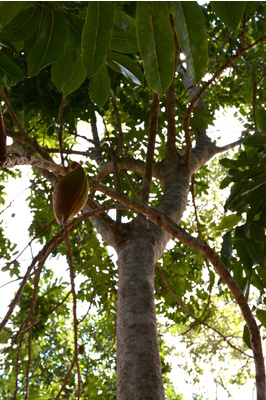 Castanospermum australe (Black Bean Tree) - 2 litre pot