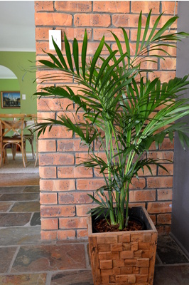 Chamaedorea atrovirens (Cascade Palm) - 250mm pot