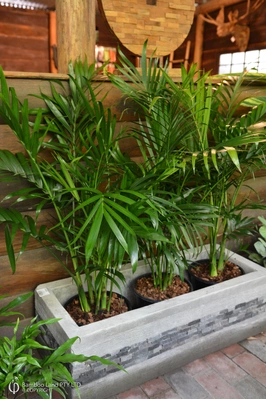 Chamaedorea atrovirens (Cascade Palm)