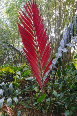 Chamberyona macrocarpa One seedling Flame thrower palm 