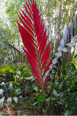 Chambeyronia macrocarpa 'Flamethrower Palm'