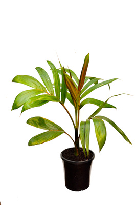Chambeyronia macrocarpa 'Flamethrower palm' - 180mm pot