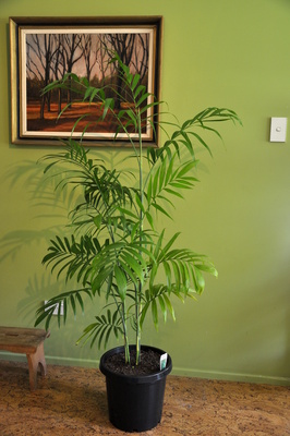 Chamaedorea seifrizii (Bamboo Palm) - 250mm pot