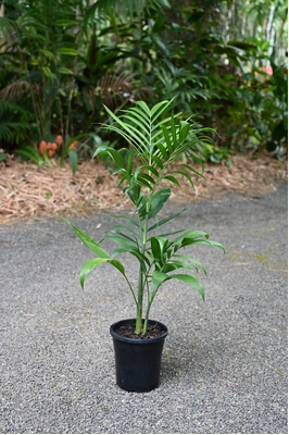 Chamaedorea seifrizii (Bamboo Palm) - 180mm pot