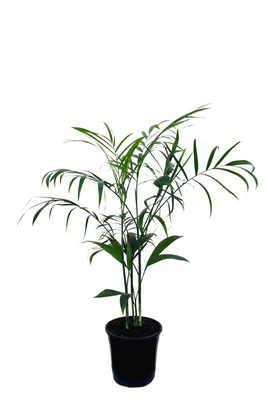 Chamaedorea seifrizii (Bamboo Palm) - 200mm pot
