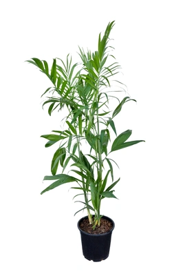 Chamaedorea seifrizii 'Florida'