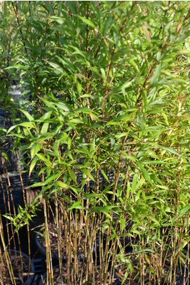 (Chimonobambusa marmorea (Marbled Bamboo)