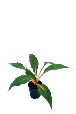 Chlorophytum orchidastrum 'Fire Flash' - 125mm pot
